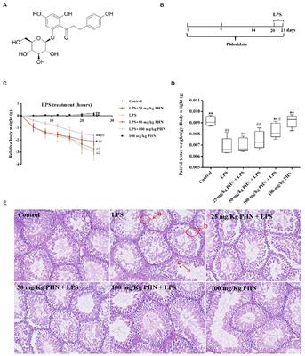 The protective role of phlorizin against lipopolysaccharide-induced acute orchitis in mice associated with changes in gut microbiota composition